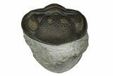 Curled Eldredgeops Trilobite - Sylvania, Ohio #175639-1